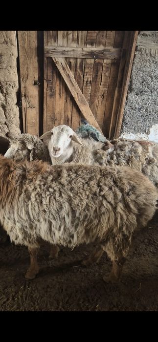 Семіз қой сатылады