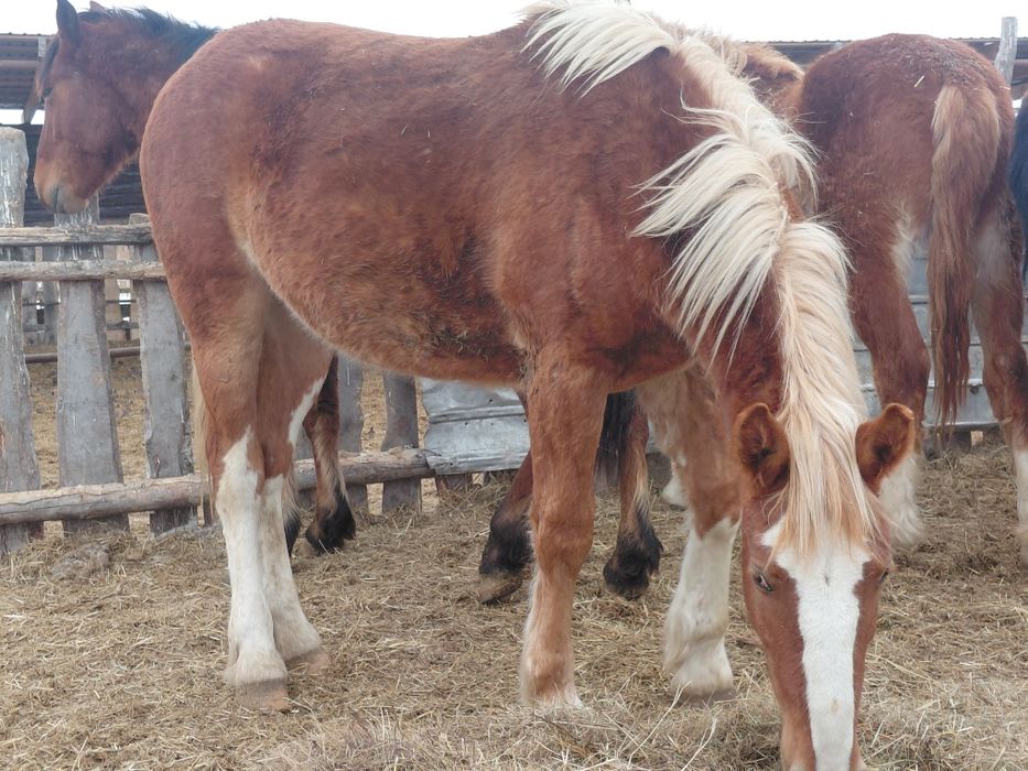 Продам лошадей на племя