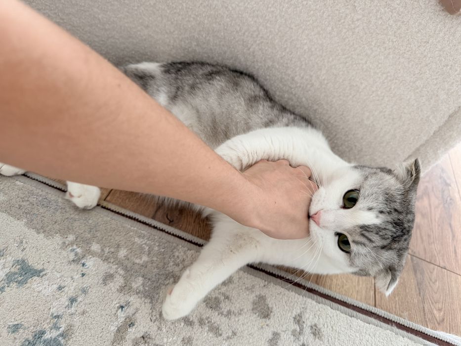 Вязка с Шотландским вислоухим