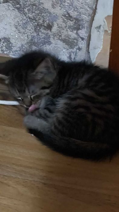 Котята с доставкой