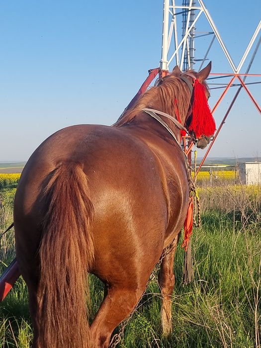 Vând Iapă gestanta in 7 luni