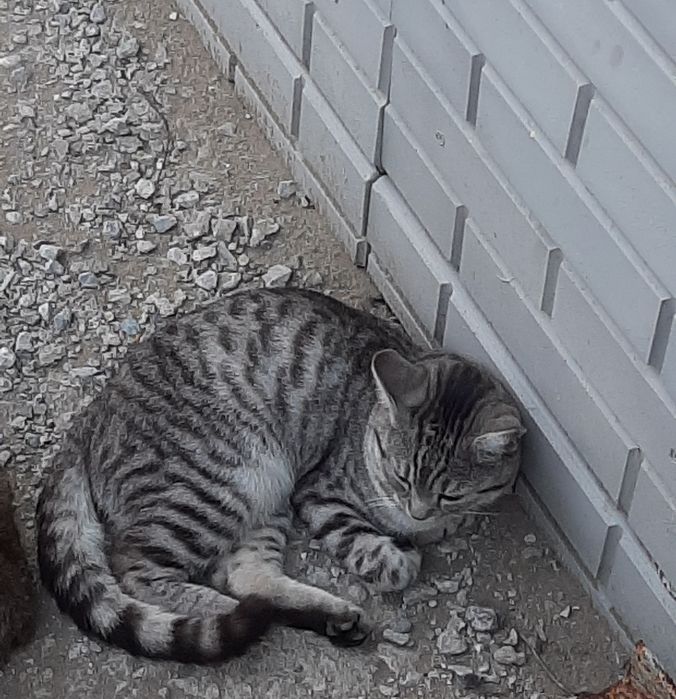 Отдам даром котика ТАББИ