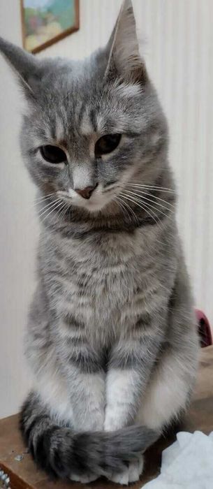 Кошкам нужен дом. Срочно!