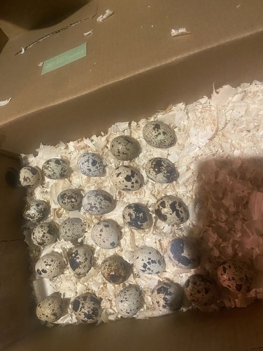 Pui si oua de incubat prepelita japoneza