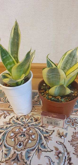 Сансивьерия комнатные растения