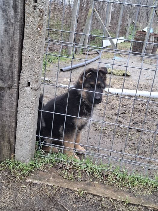 Малки немски овчарки