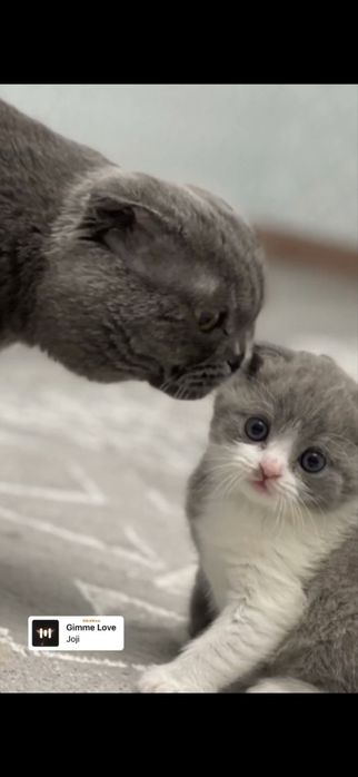 Вязка вислоухого кота скотиш фолд!!