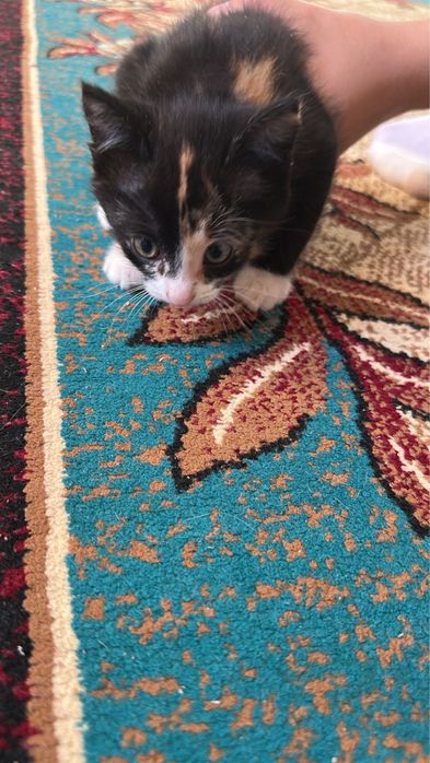 Котенки в добрые руки