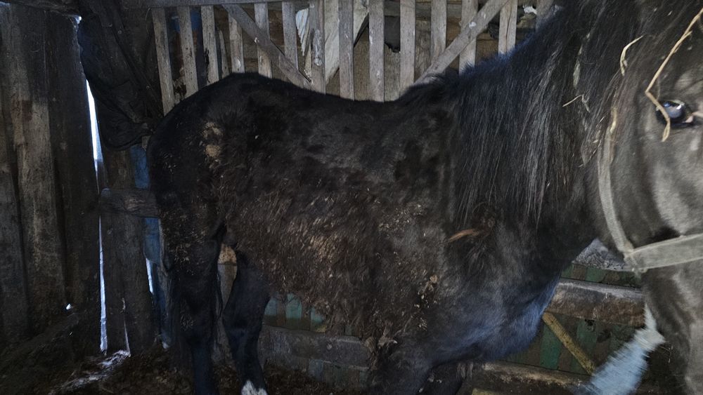 Продам лошадей разных возростов