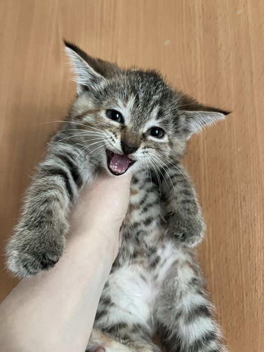 Котята в добрые руки!