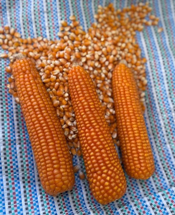 Porumb Sticlos de mălai
