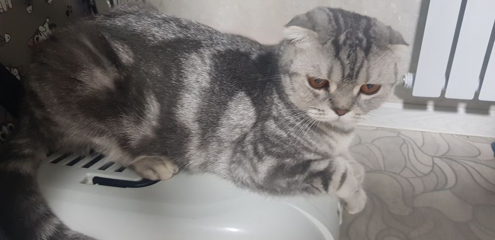 Девочка 1 год, веслоухая окрас серебристый мрамор, не стерелезованя