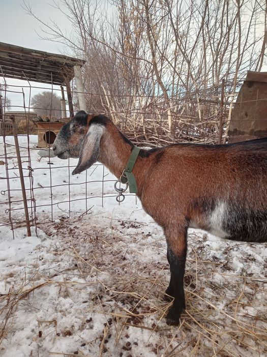 Продам козу породы англонубиец