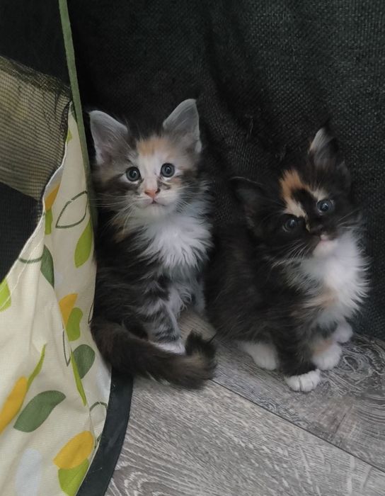 Продам котят Мейн-Кун