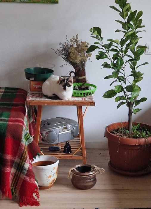 Подарявам котенца