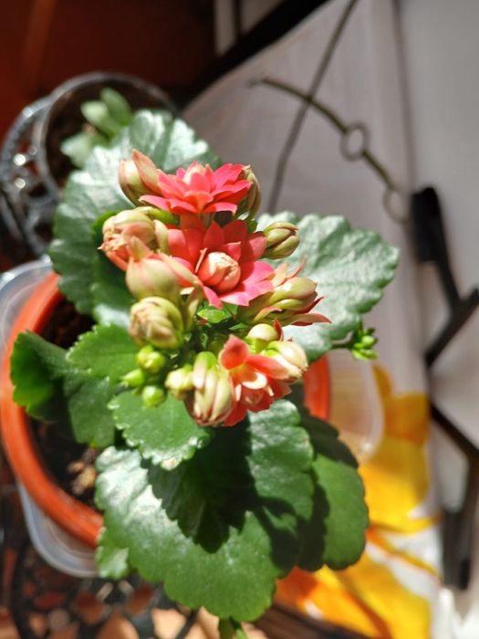 Срочно продам цветы