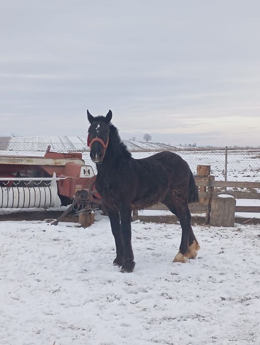 Vând mânz de un an din părinți foarte buni