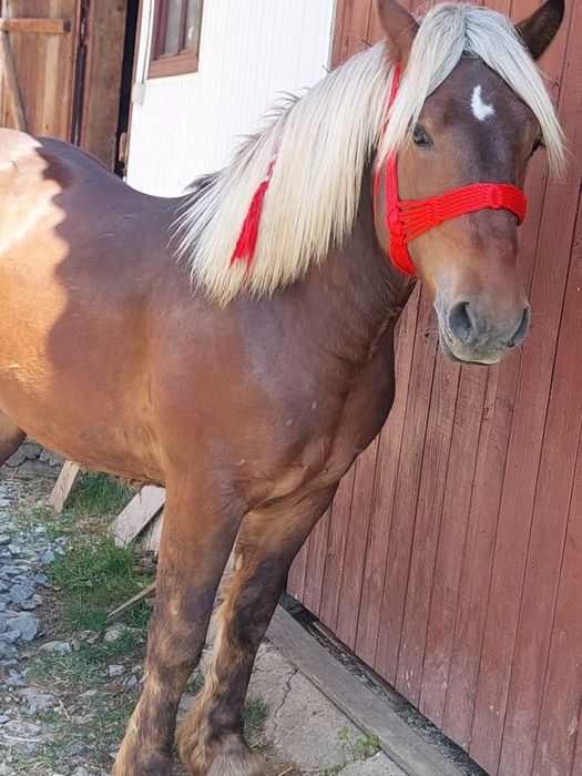 De vânzare mânz face 2 ani în August