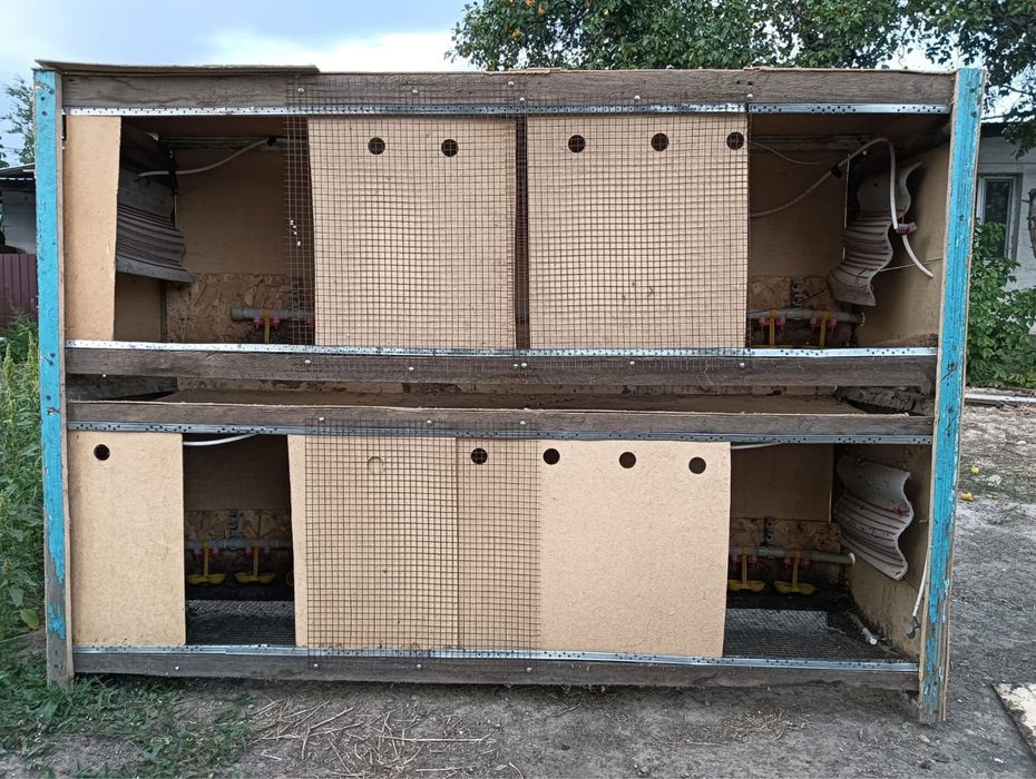 Брудер для перепелят с первых дней