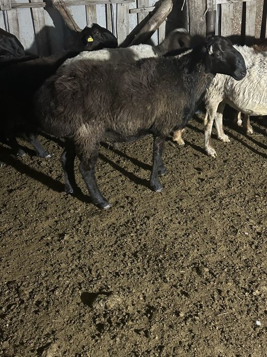 Продам кошкара годовалого