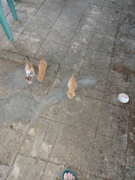 Подарявам 3 малки котенца на 6 седмици.Много са дружелюбни и игриви.Майка им беше убита и са отгледани с биберон, затова са много галени.