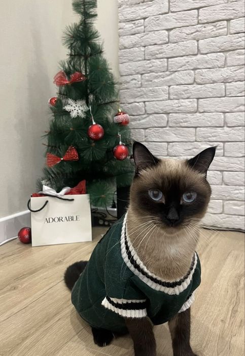 Отдам кота в добрые руки Ричи