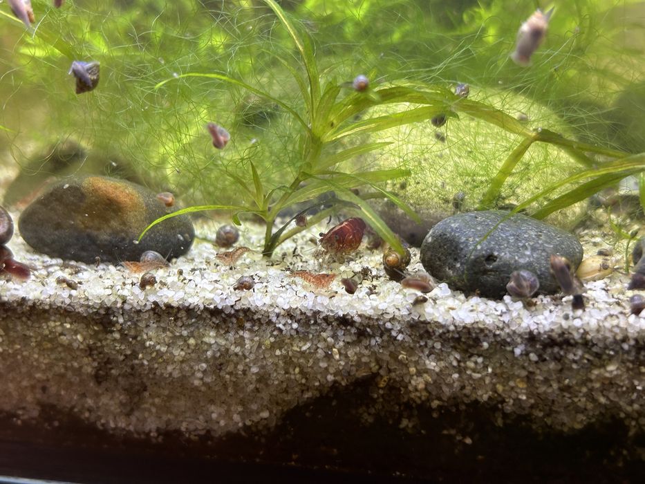 Creveti Red Cherry Shrimp