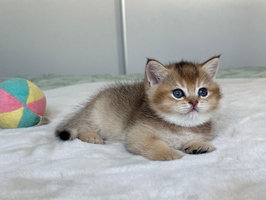 British golden ticked tabby