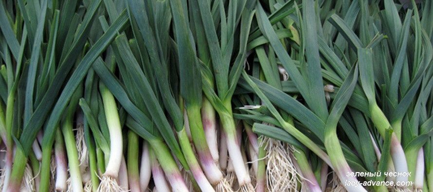 Чеснок зелённый, молодой.