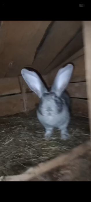 Vând iepuri de vânzare