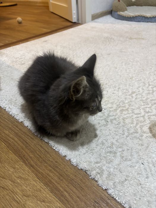 Отдам котика в добрые руки