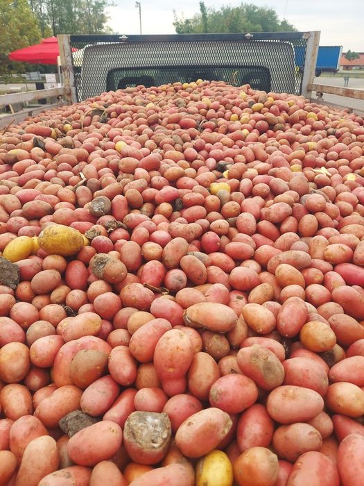 Vand morcovi pt animale si cartofi pt animale