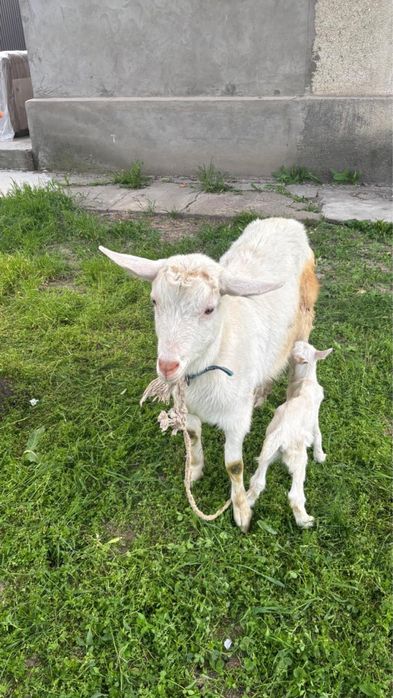 Ешкі сүтті+лағымен