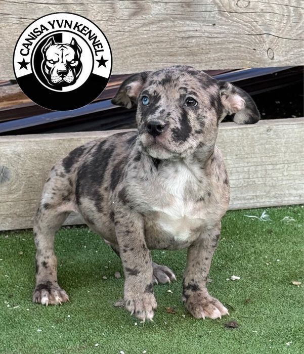 Femela amstaff blue merle