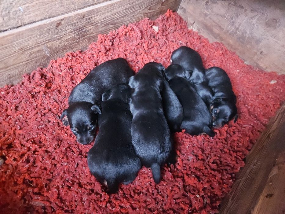 Немецкий охотничий Терер