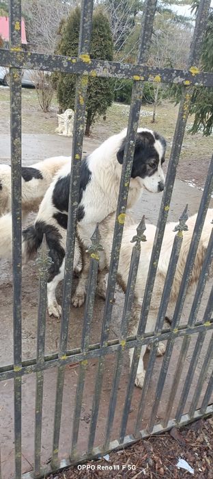 Ciobănești de bucovina