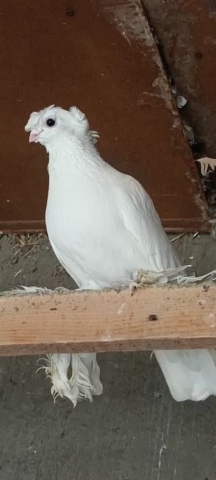 Продам  Голубей.