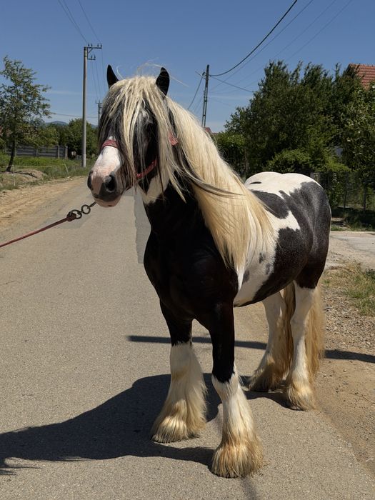 Armāsar de gypsy vanner
