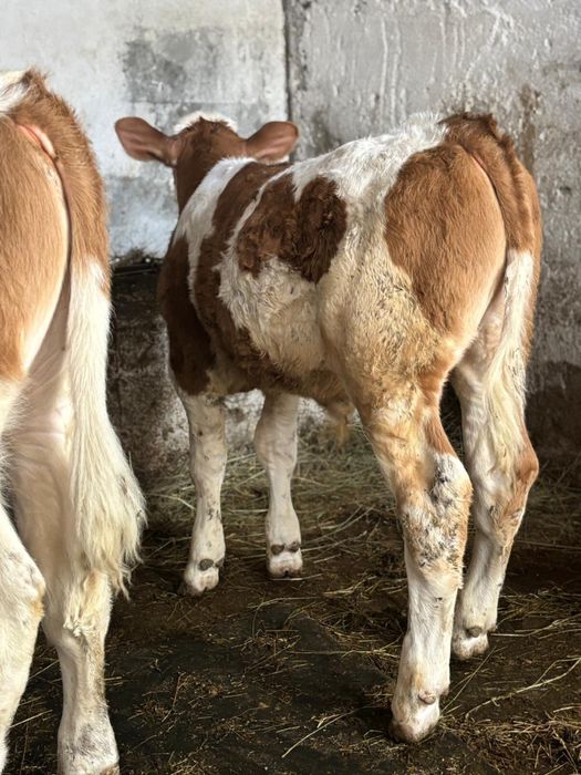 Vand viței bine intretinuti