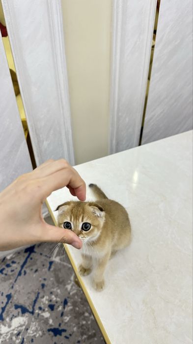 Shinshilla toza qon okras 12