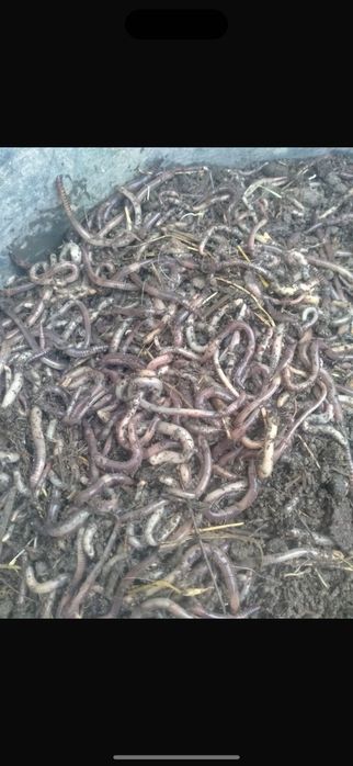 Черви  дендробена Шымкент