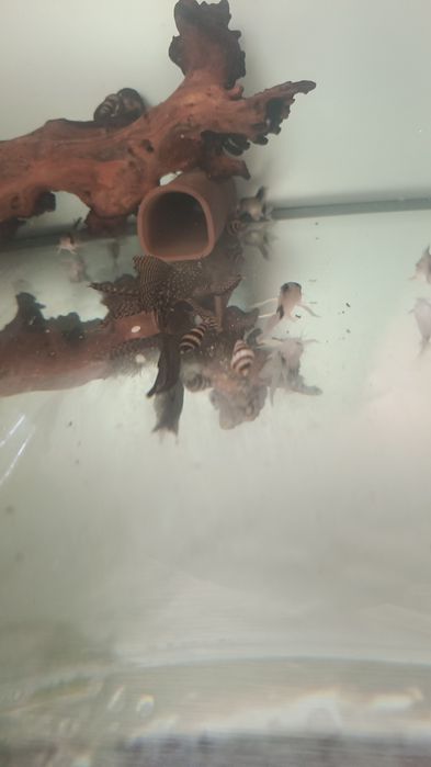 Продаётся коридорасы панда вуал