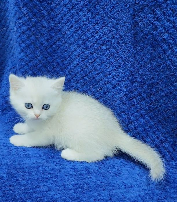 скотиш страйт девочка