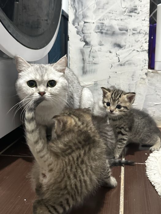 Британскии  котенок