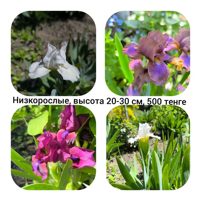 Ирисы низкие ранние