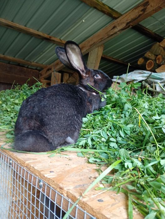 De vânzare iepuri uriaș german
