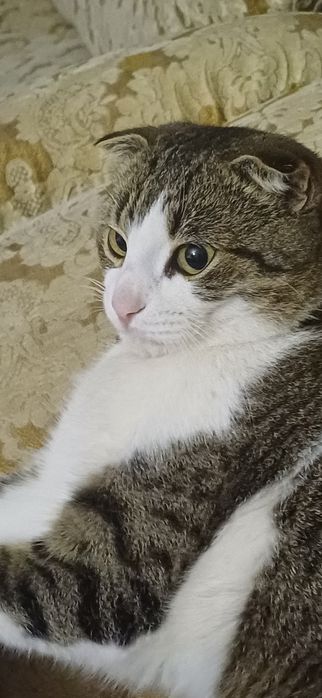 Пропал кот Томик