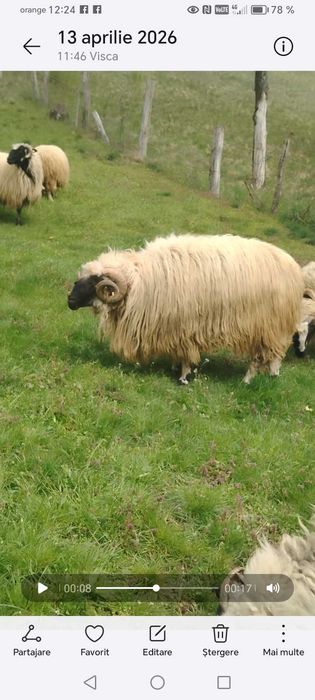 Disponibil berbec țurcan