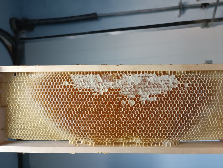 Vând rama cu fagure si miere (transport gratuit in Arad)