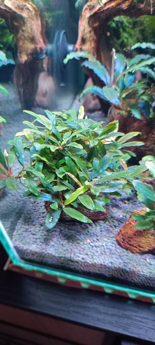 Продам аквариумные ростения